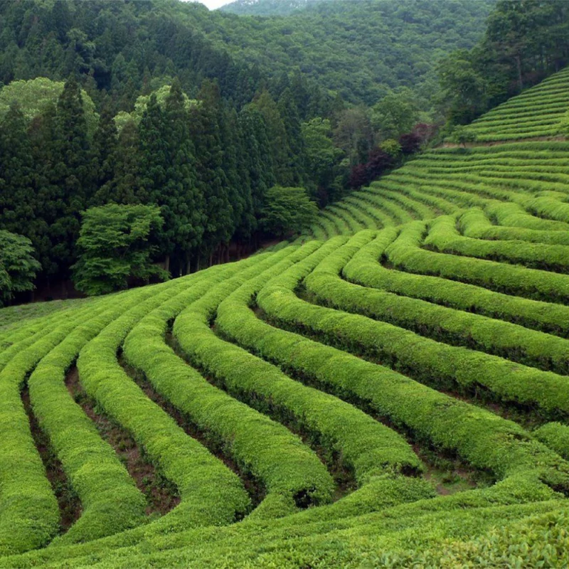 Japán Sencha Bio Szálas Zöld Tea 20 g